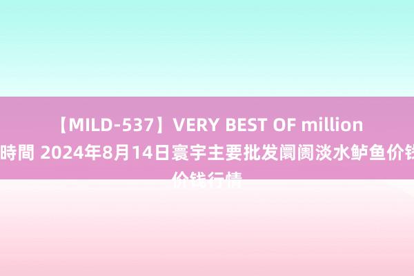 【MILD-537】VERY BEST OF million 13 4時間 2024年8月14日寰宇主要批发阛阓淡水鲈鱼价钱行情